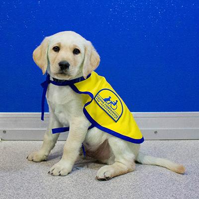 Cci hot sale service dogs